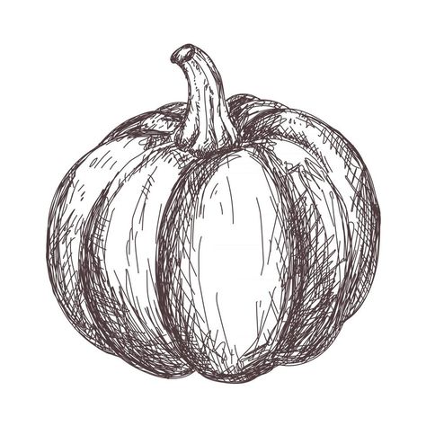 Sketch of pumpkin contour drawing isolated on white background, stock vector illustration, for design and decoration, sticker, template, vintage, banner, vegetables Pumpkin Still Life Drawing, Pumpkin Ink Drawing, Realistic Pumpkin Drawing, Pumpkin Drawing Reference, Pumpkin Pencil Drawing, Autumn Drawings Aesthetic, Autumn Things To Draw, Pumpkin Vine Drawing, Autumn Sketches Pencil