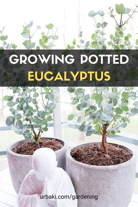 Growing Potted Eucalyptus Eucalyptus Garden Plants, Eucalyptus Lemon Bush, Eucalyptus Plant Care Indoors, Eucalyptus Tree In Pot, How To Take Care Of Eucalyptus Plant, Eucalyptus Care Plant, Caring For Eucalyptus Plant Indoors, Eucalyptus Potted Plant, How To Care For Eucalyptus Plant