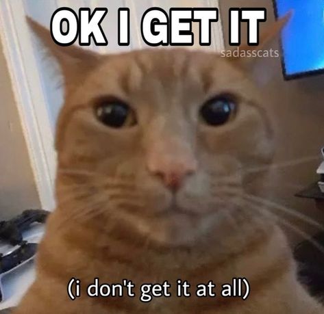 "brain don’t work" Talk To The Hand Reaction Pic, Silly Cars, Funny Looking Cats, Silly Cats Pictures, Curious Cat, Silly Animals, Very Funny Pictures, Silly Pictures, Cute Memes