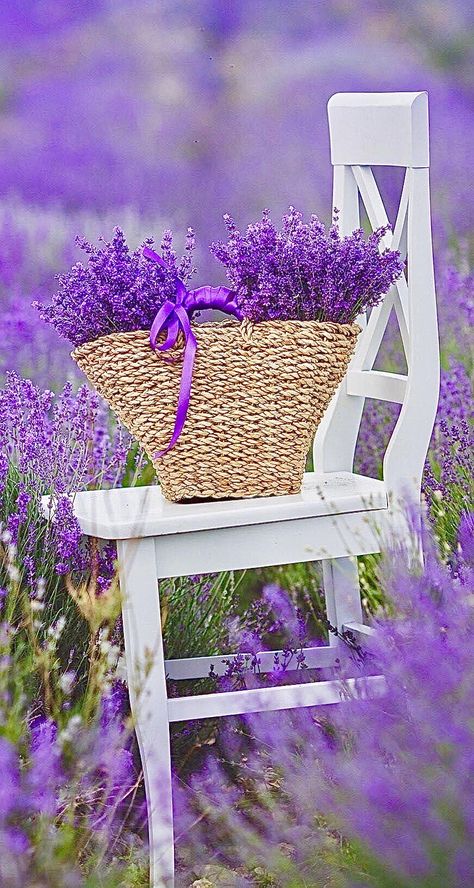 🤎💚💜🤍 Cute Morning Quotes, Beautiful Purple Flowers, Lavender Wallpaper, Fall Purple, Purple Tips, Purple Flowers Wallpaper, Flowers Growing, Shades Of Violet, Purple Garden