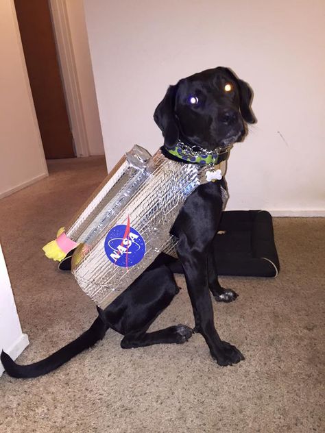 Halloween astronaut dog costume, complete with rocket jet pack #NASA #Dog #Costume #Halloween #Rocket #Space #Jetpack #astronaut Rocket Dog Costume, Dog Rocket Costume, Dog Astronaut Costume, Dog Alien Costume, Dog Customes Halloween, Alien Dog Costume, Diy Pet Costumes Dogs, Great Dane Costume, Halloween Astronaut