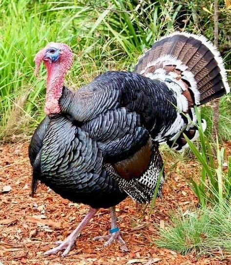 Picture Of Turkey, Turkey Pictures Image, Turkey Reference, Holiday Sketches, Turkey Animal, Turkey Picture, Turkey Pictures, Taronga Zoo Sydney, Jane Maday