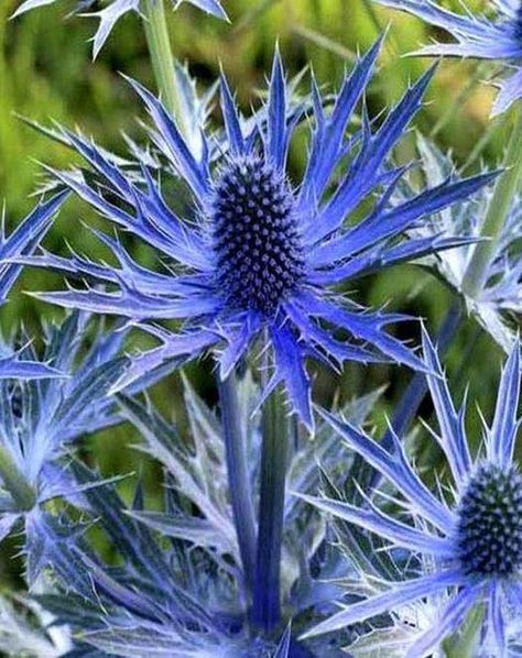 Wedding Flowers Navy Blue, Holly Plant, Navy Wedding Flowers, Flower Identification, Sea Holly, Cottage Garden Plants, British Flowers, Wallpaper Flower, Coastal Gardens