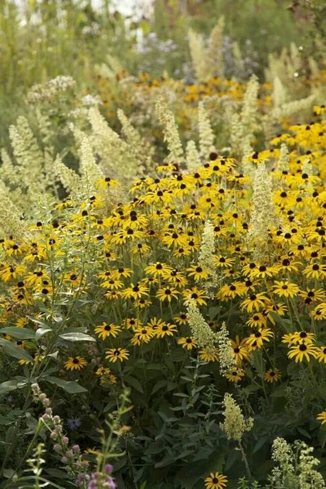 Rudbeckia and Heuchera Foxtail Lily, Sarah Price, Plant Combos, Garden Front Of House, Prairie Planting, Prairie Garden, Meadow Garden, Autumn Bride, Have Inspiration