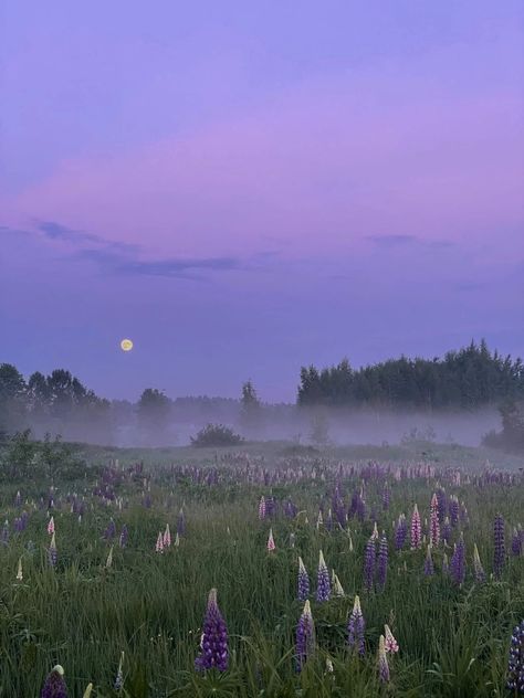 Lavender Field Photography, Lavender Field Aesthetic, Lilac Field, Lilac Aesthetic, Purple Landscape, Calming Images, Zestaw Ikon, Lilac Sky, Nostalgic Images