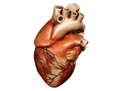 Heart 3D Model- Accurate very high definition 3D Model of a human heart.  Included with this 3d model is a version that can be opened and a closed. The model has been created using a 3D scan of a anatomical correct heart model as reference. It includes modeling of details like the blood vessels and heart valves.  High resolution textures (mostly 2048x2048) were applied so this 3d model can be used for close up renderings.      Max Format:  Meshsmooth is applied so you can set the object resoluti Anatomically Correct Heart, A Human Heart, Heart Model, Heart 3d, Heart Valves, Muscular System, Human Heart, Cardiology, Stem Cells