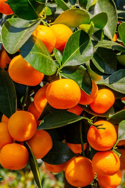 How To Grow Orange Trees In Containers - Great For All Climates! Oranges Reference, Growing Oranges, Orange Plants, Oranges Fruit, Orange Farm, Mandarin Tree, Tattoo Plant, Garden Tattoo, Orange Trees