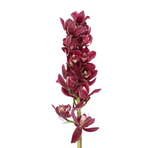 Mini Cymbidium Orchid Red Burgundy - Potomac Floral Wholesale Burgundy Orchid, Cymbidium Orchid, Water Tube, Wedding Menu Template, Cymbidium Orchids, Red Burgundy, Mead, Silver Spring, Menu Template