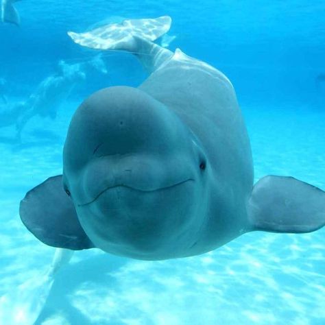 literally love baby balugas Beluga Whale Photography, Beluga Whale Aesthetic, Cute Beluga Whale, Whale Aesthetic, Whale Cute, Baby Beluga, Beluga Whales, Sea Mammal, Baby Whale