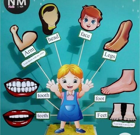 Body Parts Chart For Kids, Body Parts Project For Kids, Body Parts Theme, Easy Kids Art Projects, Human Body Science Projects, Body Parts For Kids, Body Parts Preschool, School Art Activities, School Kids Crafts