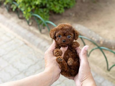 Micro Puppies, Micro Teacup Poodle, Bobbed Haircuts, Micro Poodle, Teacup Poodles For Sale, Teacup Kitten, Tiny Toy Poodle, Teacup Poodle Puppies, Micro Teacup Puppies