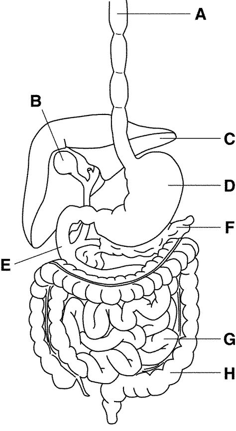 Digestive System Anatomy: Diagram, Organs, Structures, and Functions – Moosmosis Digestive System Coloring Page, Digestive System Drawing Easy, Digestive System Diagram Drawing, Stomach Diagram, Digestive System Parts, Digestive System Project, Digestive System Organs, Digestive System Model, Digestive System Diagram