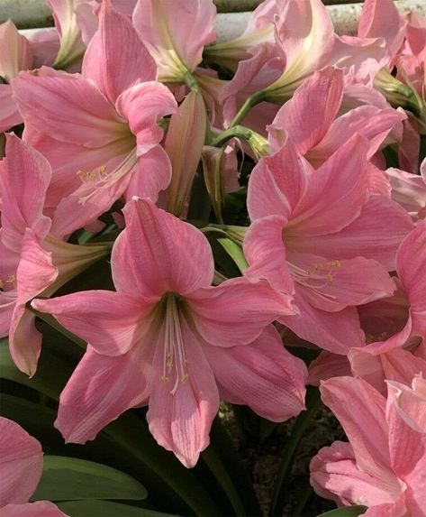 amaryllis Amaryllis Tattoo, Amaryllis Flower, Longfield Gardens, Flower Bulb, Amaryllis Flowers, Boquette Flowers, Nothing But Flowers, Flower Therapy, Flowers Pink