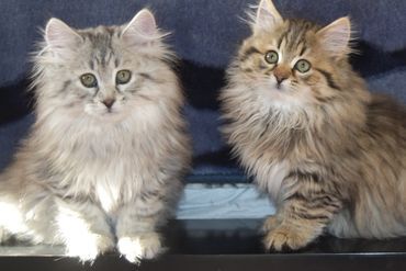 Long Hair Kittens, Siberian Kittens For Sale, Siberian Forest Cat, Siberian Forest, Siberian Kittens, Cat Breeder, Kittens For Sale, Long Haired Cats, Kitten For Sale