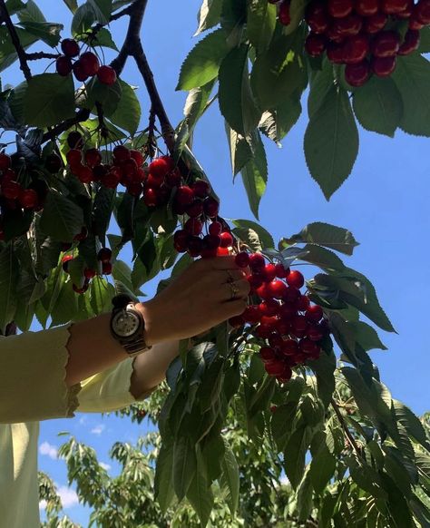 c h e r r y - p i c k e d. 🍒⁣ ⁣ [f. resale @americaneagle cotton top]⁣ ⁣ 📷: @h.juli_anne Cherry Tree Aesthetic, Tom Lake, Melanie Harlow, Cherry Farm, Book Journaling, Cherry Picking, Bookish Stuff, Cherry Trees, Air Bnb