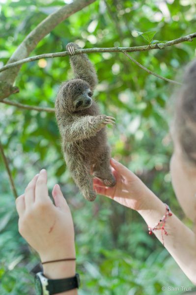 Sloth Art, Sloth Lovers, Baby Sloth, Baby Animals Pictures, Cute Sloth, Cute Animal Pictures, Primates, Cute Little Animals, 귀여운 동물