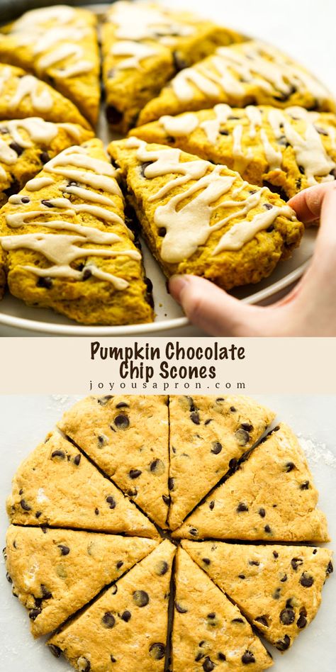 Pumpkin Chocolate Chip Scones - easy and yummy Fall pastry for breakfast, dessert or snack! Crumbly, buttery scones baked with chocolate chips and topped with maple icing. It is the perfect sweet treat! #pumpkin #scones #pastry #dessert #breakfast #snack #chocolate #Fall #baking #recipe #joyousapron Pumpkin Chocolate Scones, Pumpkin Chocolate Chip Scones, Halloween Scones, Pumpkin Chocolate Chip Scones Recipe, Simple Baked Goods, Fall Scones, Fall Pastry, Tender Scones, Buttery Scones