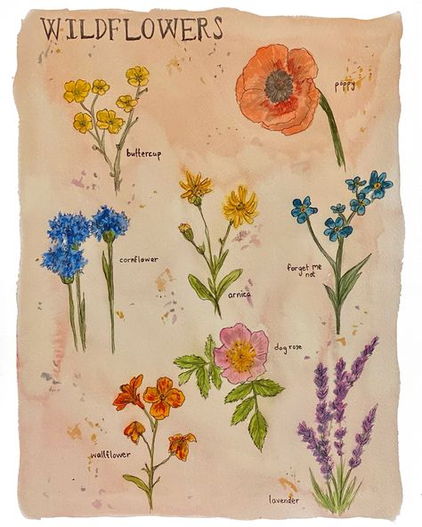 Boho Wildflower Chart Art Print, Wildflower Watercolor Art Print is a print of a my hand drawn, bohemian watercolor painting featuring a variety of wildflowers including their names. (includes: buttercup, cornflower, wallflower, arnica, dog rose, lavender, poppy, forget me not) It is printed on a cold press, watercolor textured paper. Acid free, archival, and very sturdy with a matte finish. They are quickly shipped in both a plastic protective sleeve and a rigid mailer to ensure its safety duri Wildflower Chart, Bohemian Watercolor, Wildflower Watercolor, Boho Wildflower, Dog Rose, Wildflower Paintings, Watercolor Wildflowers, Rose Lavender, Flower Meanings