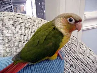 Pineapple Conure Birds, Conure Cage, Pineapple Conure, Sun Conures, Dancing Birds, Conure Bird, Green Cheek Conure, Conure Parrots, Bird Mom