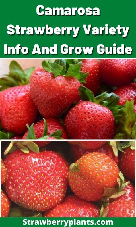 Hydroponic Strawberries, Strawberry Varieties, Shaped Fruit, Growing Strawberries, Strawberry Plants, Buy Plants, Garden Care, Delicious Fruit, Fresh Berries