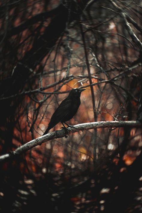 Crow Bird Photography, Crow Pictures Birds, Moody Pictures Aesthetic, Mysterious Moodboard, Moody Autumn Aesthetic, Protect Aesthetic, Dark Academia Bird, Moody Fall Aesthetic, Dark Nature Photography