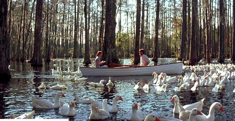 49 Reasons Why "The Notebook" Is The Worst, Most Frustrating Movie Ever Created - BuzzFeed Mobile The Notebook Scenes, The Notebook 2004, Cypress Gardens, Райан Гослинг, Nicholas Sparks, The Notebook, Popular Books, Famous Books, Day Of My Life