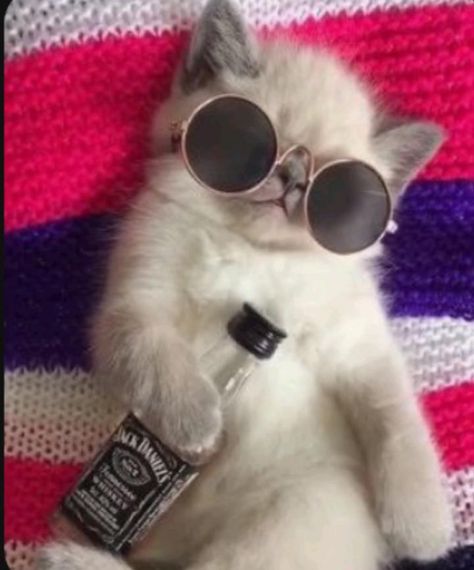 Gatos Cool, Cute Cat Memes, Funny Cat Wallpaper, Cute Cat Wallpaper, Wearing Sunglasses, Funny Animal Jokes, Baby Animals Funny, Cat Aesthetic