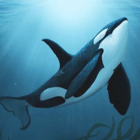 Orca Art, Baby Dolphins, Whitetail Bucks, Orca Whale, Beluga Whale, Whale Art, Orca Whales, Architecture Art Design, Killer Whale