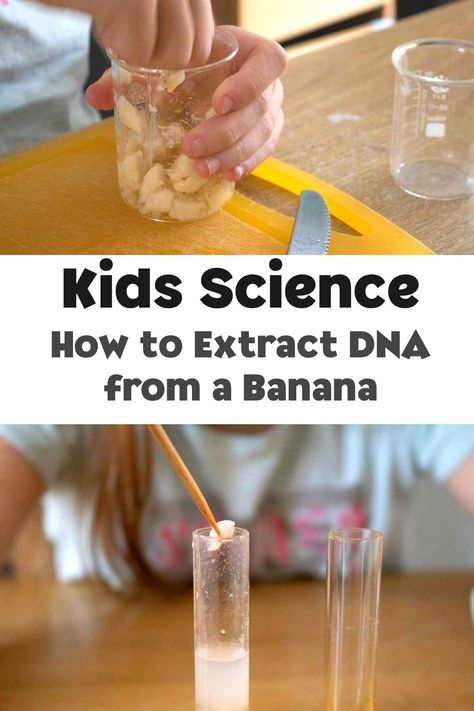 Banana Science Experiment, Biology Science Experiments, Dna Stem Activities, Dna Activities For Kids, Dna Science Project, Banana Activities For Kids, Biology Experiments For Kids, Chemistry Activities For Kids, Dna Experiments