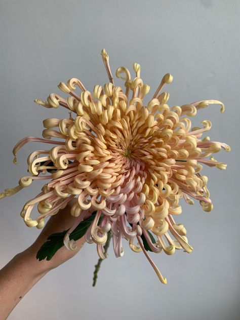 Crysathumums Flower, Krisan Flower, Crysantenum Flower, Daliah Flower, Spider Chrysanthemum, Nature Projects, Flower Guide, Flower Therapy, Beautiful Bouquet Of Flowers