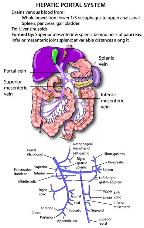 Instant Anatomy - Abdomen - Vessels - Veins - Portal system Pathophysiology Nursing, Medical Terminology Study, Human Body Organs, Nursing School Essential, Medicine Notes, Medicine Studies, Basic Anatomy And Physiology, Nurse Study Notes, Medical Student Study