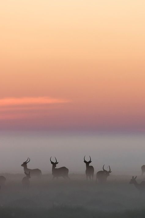 Forever Young Regnul Animal, Morning Mist, 수채화 그림, Lukisan Cat Air, Foto Inspiration, Pics Art, Short Quotes, Wildlife Photography, Amazing Nature