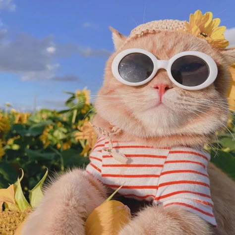 Happy Cat Aesthetic, Dog Nature, Kitten Cute, Travel Dog, Cool Vibes, Adorable Cats, Funny Cat Memes, Cat Aesthetic, Happy Cat