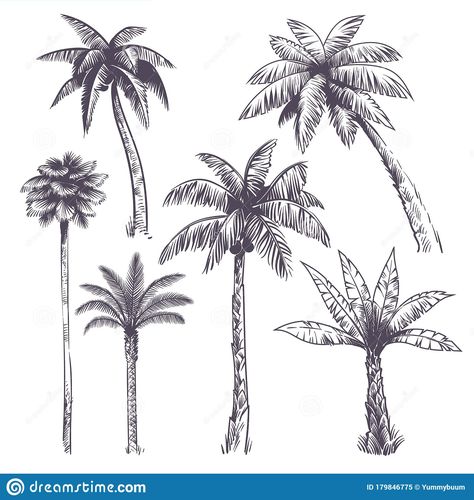 Illustration about Sketch palm tree. Hand drawn tropical coconut palm trees, africans plants. Hawaii summer vacation engraving drawing vector isolated jungle set. Illustration of garden, branches, hand - 179846775 Coconut Tree Drawing, Palm Tree Sketch, Trees Drawing Tutorial, Palm Tree Drawing, Palm Tree Vector, Pola Tato, African Plants, طابع بريدي, Coconut Palm Tree