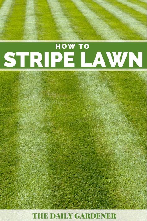 How to Stripe a Lawn? (6 Tips) How To Mow Stripes In Lawn, Lawn Striping Kit Diy, Lawn Striping Kits, Best Lawn Edger, Backyard Hacks, Lawn Striping, Lawn Roller, No Mow Grass, Lawn Edger