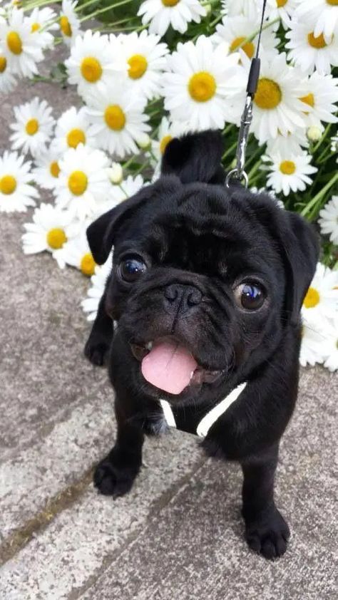 14 Pug Pictures That Will Brighten Your Day | Page 3 of 4 | PetPress Pug Photos, Black Pug Puppies, Cute Pug Puppies, Baby Pugs, Pug Pictures, Black Pug, Pug Puppies, Pugs Funny, Cute Pugs