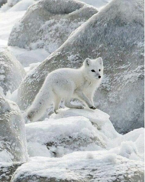 Snowy! Volpe Artica, Albino Animals, Fox Pictures, Arctic Animals, Arctic Fox, Wild Dogs, Fox Art, Cute Fox, Animal Photo