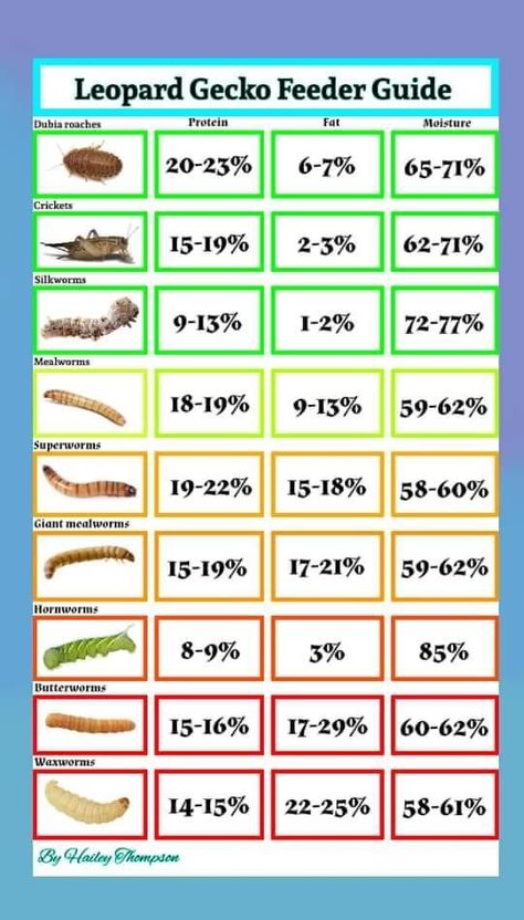 Gecko Hammock Diy, Simple Leopard Gecko Setup, Leopard Gecko Needs, Cool Leopard Gecko Tanks, Leopard Gecko Feeding Chart, Gecko Hides Diy, Leopard Gecko Habitat Diy, Leaped Gecko Tank Set Up, Leopard Gecko Substrate