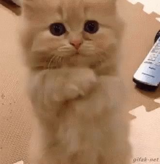 Kitten Love GIF - Kitten Love - Discover & Share GIFs Cute Cats And Kittens, Cute Kittens, Funny Animal Pictures, Beautiful Cats, الرسومات اللطيفة, Cat Gif, Baby Cats, 귀여운 동물, Cute Funny Animals