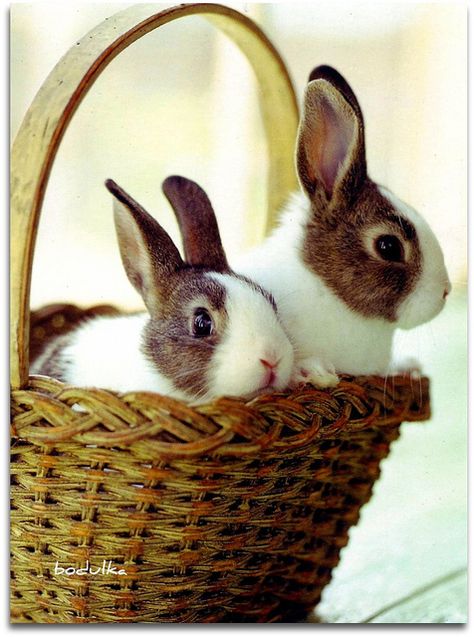 Bunny In A Basket, Two Rabbits, Dutch Rabbit, Some Bunny Loves You, Pet Bunny, Bunny Pictures, Pet Rabbit, Funny Bunnies, Hamsters