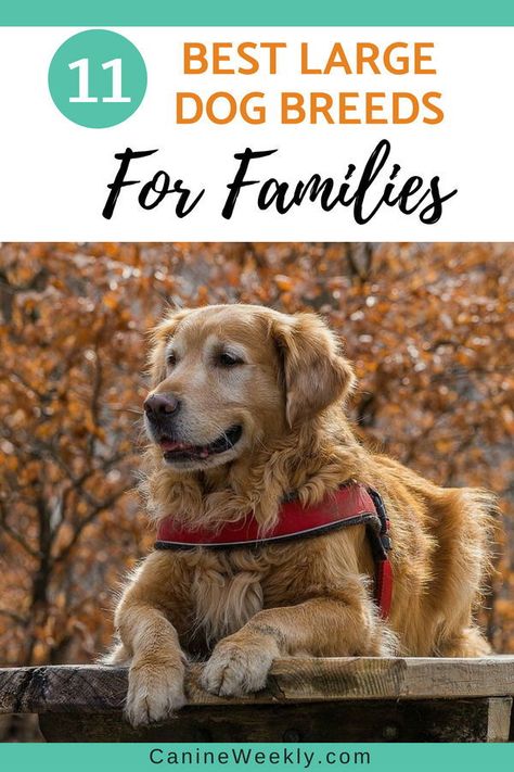 Here are the recommended 11 of the best large dog breeds for families  and list some of the important things you’ll need to do before bringing  your new pet home. Please check our post. Best Dog Breeds For Families, Best Big Dog Breeds, Puppy Hacks, Best Family Dog, Best Large Dog Breeds, Best Family Dogs, Dog Breeds For Families, Best Family Dog Breeds, Funny Talking Dog