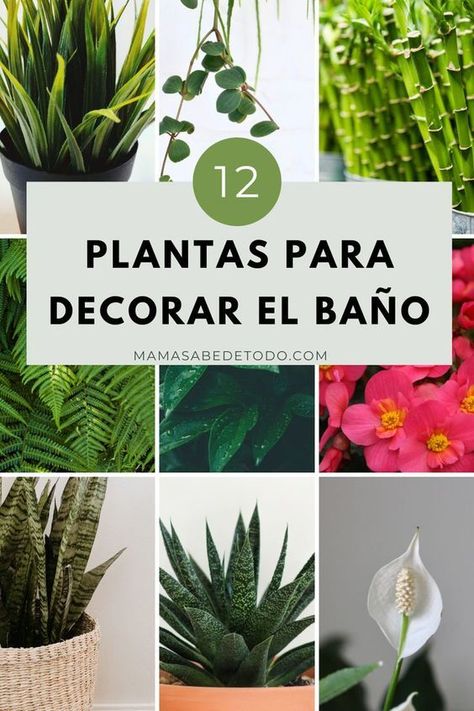 12 Plantas para el Baño que Absorben la Humedad Planta Interior, Plantas Interior, Relaxing Bathroom, Shabby Chic Bathroom, Plant Decor Indoor, Interior Plants, Chic Bathrooms, Wooden Wall Clock, Apartment Garden