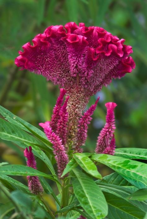 Coxcomb Flowers, Celosia Flower, White Rose Flower, Unusual Flowers, Rare Flowers, Kitchen Garden, Exotic Flowers, Amazing Flowers, Pretty Flowers