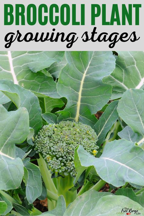 Growing Broccoli From Seed, Broccoli Garden, How To Grow Broccoli, Grow Broccoli, Broccoli Leaves, Kale Plant, Broccoli Plant, Growing Broccoli, Desert Gardening