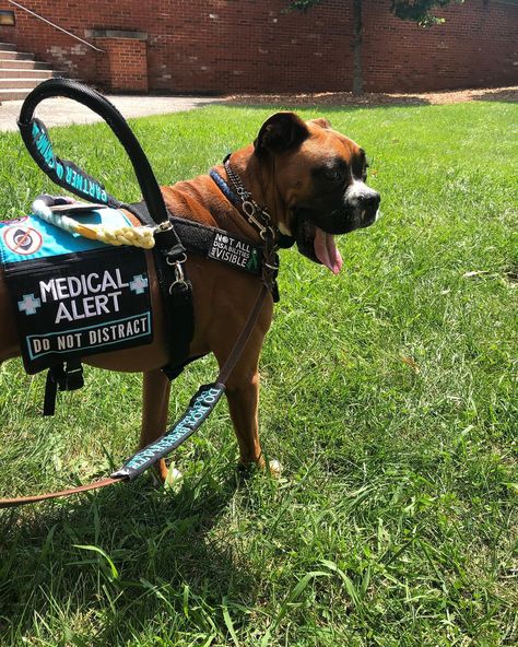 Service Dogs Vest Ideas, Boxer Service Dog, Doberman Service Dog, Dog Etiquette, Finding Friends, Service Dogs Gear, Service Dog Vests, Dog Vests, Dog Mommy