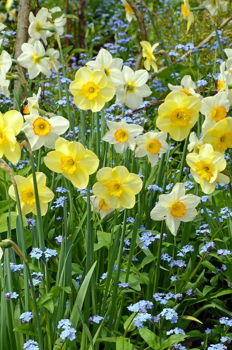 Daffodil Garden, Spring Garden Flowers, Yellow Daffodils, Spring Bulbs, Spring Beauty, Deco Floral, Flowers Garden, Spring Is Here, Ranunculus