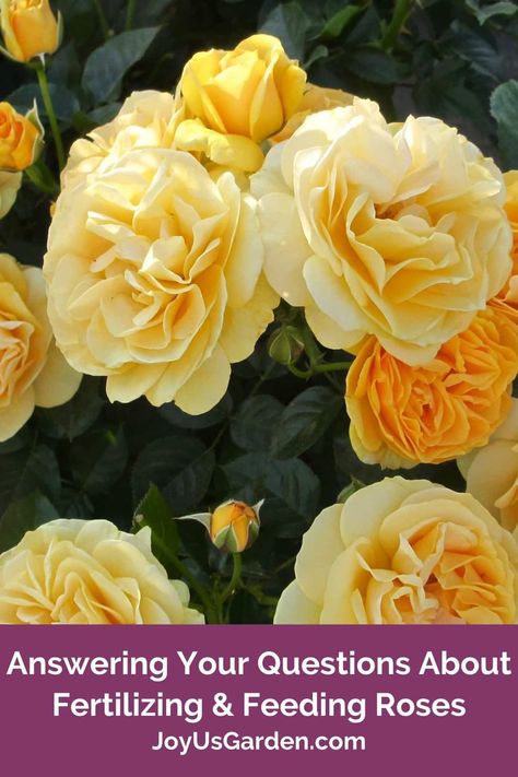 Feeding Roses & Fertilizing Roses:Answers To Your Questions Roses Garden Care, Rose Food, Rose Fertilizer, Pruning Roses, Compost Soil, Rose Recipes, Rose Bushes, Worm Composting, Rose Care