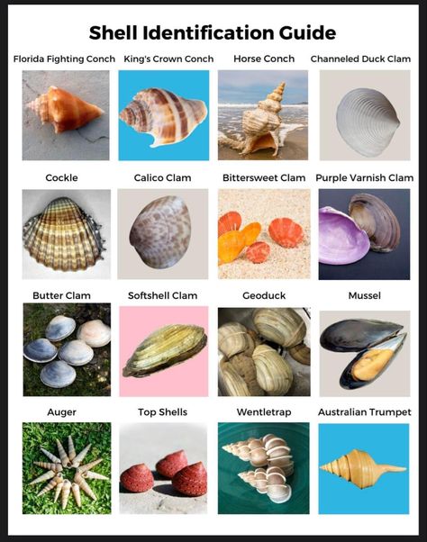 Different Types Of Sea Shells, Types Of Shells Seashells, Seashells Of Florida, Shell Types Seashells, Florida Seashell Identification, Seashell Identification, Square Roots, Iphone Wallpaper Kawaii, Shell Ornaments