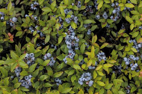 Keeping the Spirit of Maine’s Wild Blueberry Harvest Alive Wild Blueberries, Burgos, First Nations, Blueberries, The Spirit, Culture Art, New England, Maine, England