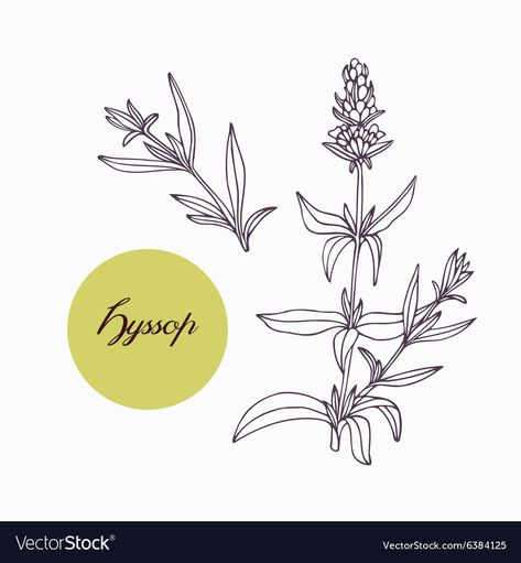 Hyssop Flower Tattoo, Hyssop Drawing, Herbs Doodle, Biblical Flowers, Hyssop Flower, Anise Hyssop, Branch With Leaves, How To Draw Steps, White Hand